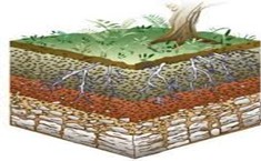 Cultivos agroecológicos
