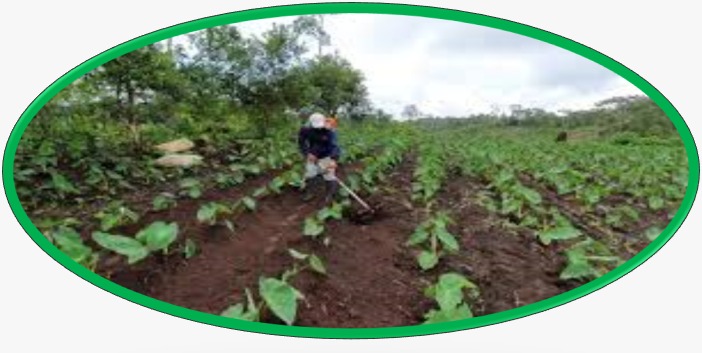 Cultivo de papa china, malanga o taro