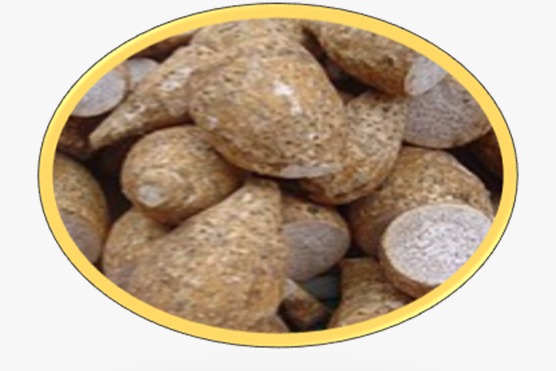 Cultivo en Invernadero