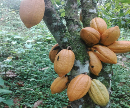 Agricultura sostenible