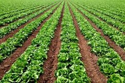 Cultivo de Hortalizas