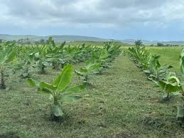 Cultivo en Invernadero