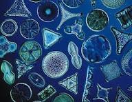 Fertilizante Orgánico 1