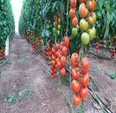 Invernaderos Modernos