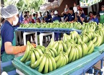 Invernaderos Modernos