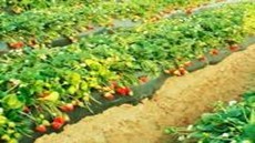 Crecimiento Controlado